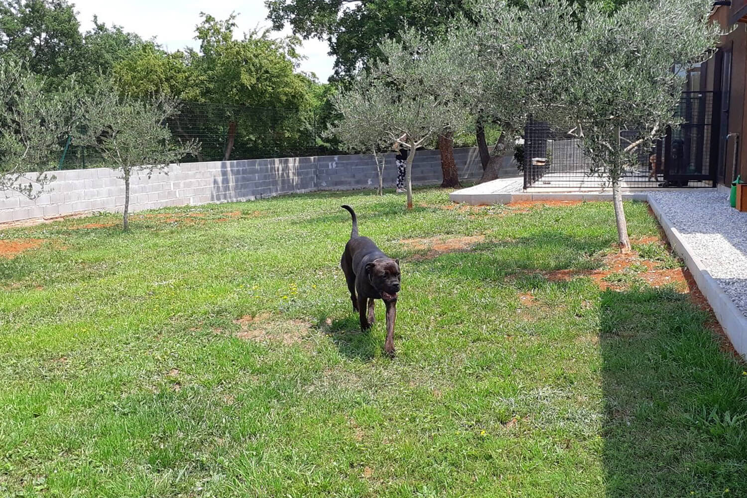 Dog Hotel Amazona Porec